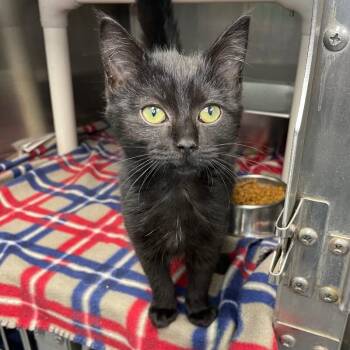 Solara -  Domestic Short Hair Cat for Adoption in Roanoke, Virginia - Solara | PetCurious