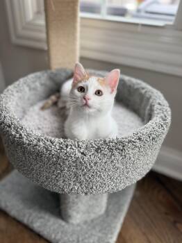 Rescue Domestic Short Hair Cats for Adoption in Plainfield, Illinois - Habanero | PetCurious