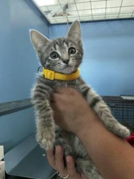 CALLIE -  Domestic Short Hair Cat for Adoption in San Bernardino, California - CALLIE | PetCurious