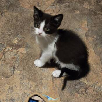 Cecilia -  Domestic Short Hair Cat for Adoption in San Antonio, Texas - Cecilia | PetCurious