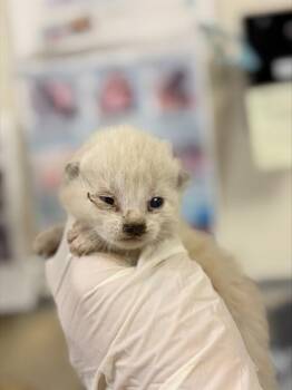 POLAR -  Domestic Short Hair Cat for Adoption in Riverside, California - POLAR | PetCurious