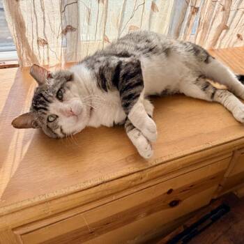 Mishti -  Domestic Short Hair Cat for Adoption in Los Angeles, California - Mishti | PetCurious