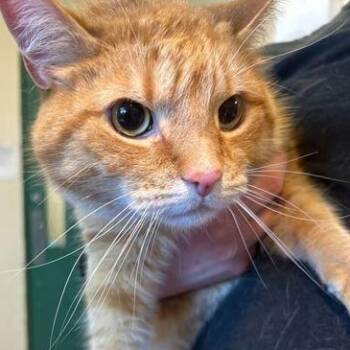 Domestic Short Hair Cats Available for Adoption in Elyria, Ohio - Major  | PetCurious