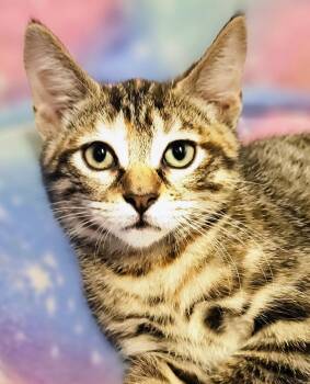 Lilly - Rancho Cucamonga PetSmart -  Domestic Short Hair Cat for Adoption in Yorba Linda, California - Lilly - Rancho Cucamonga PetSmart | PetCurious