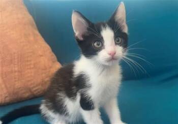 SHIRLEY -  Domestic Short Hair Cat for Adoption in Tustin, California - SHIRLEY | PetCurious