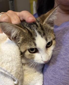 Minty -  Tabby and Domestic Short Hair Cat for Adoption in Oxford, Mississippi - Minty | PetCurious