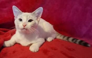 Kenji -  Siamese and Tabby Cat for Adoption in San Antonio, Texas - Kenji | PetCurious