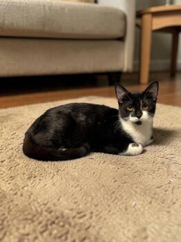 Dove -  Domestic Short Hair Cat for Adoption in Champaign, Illinois - Dove | PetCurious