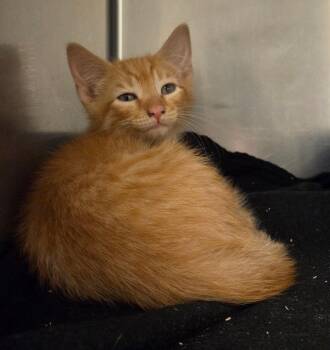 Domestic Short Hair Cats Available for Adoption in Ocala, Florida - Zayd (Petsmart) | PetCurious
