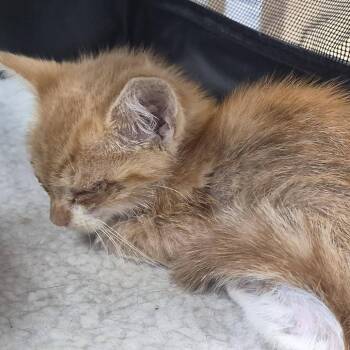 Chipotle -  Domestic Short Hair Cat for Adoption in Cleveland, Mississippi - Chipotle | PetCurious
