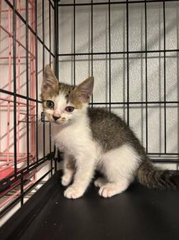 Tito -  Domestic Short Hair Cat for Adoption in Metter, Georgia - Tito | PetCurious