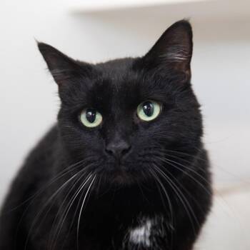 Raven -  Domestic Short Hair Cat for Adoption in Salt Lake City, Utah - Raven | PetCurious