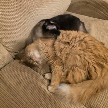 Domestic Long Hair Cats Available for Adoption in South Elgin, Illinois - Cleo - Home To Home | PetCurious