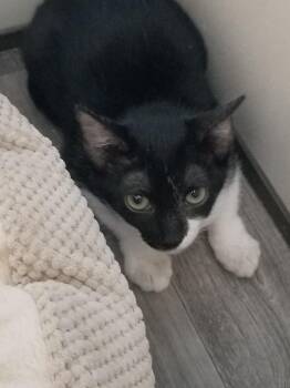 Rescue Domestic Short Hair Cats for Adoption in San Saba, Texas - Bandit | PetCurious