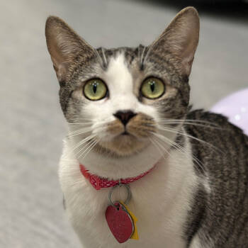 Rescue Domestic Short Hair Cats for Adoption in Port Washington, New York - Hydee | PetCurious