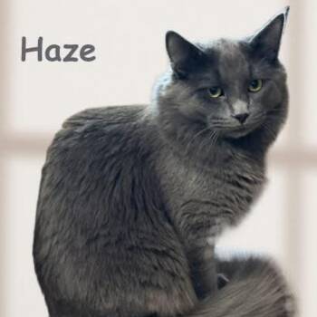 Domestic Medium Hair Cats Available for Adoption - Haze 0125 (bonded With Ash) | PetCurious