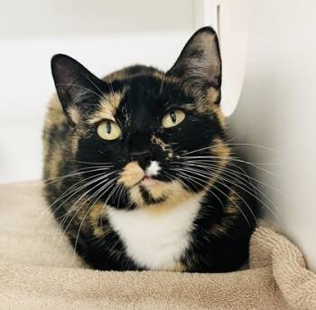 Rescue Domestic Short Hair Cats for Adoption in Savannah, Georgia - Lani | PetCurious