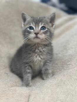 Skittles -  Domestic Short Hair Cat Available for Adoption in Lakeville, Minnesota - Skittles | PetCurious