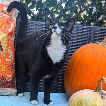 Bobbins -  Domestic Short Hair Cat for Adoption in Nowata, Oklahoma - Bobbins | PetCurious