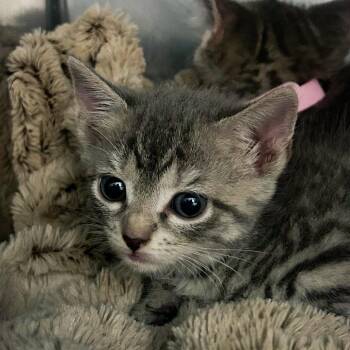 Nina -  Domestic Short Hair Cat for Adoption in Troy, Virginia - Nina | PetCurious