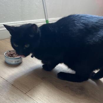 Rescue Domestic Short Hair Cats for Adoption in Hesperia, California - Midnight | PetCurious