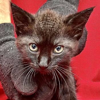 Rescue Domestic Medium Hair Cats for Adoption in Sequatchie, Tennessee - Jill | PetCurious