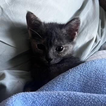 Domestic Short Hair Cats Available for Adoption in Jupiter, Florida - Ophelia | PetCurious