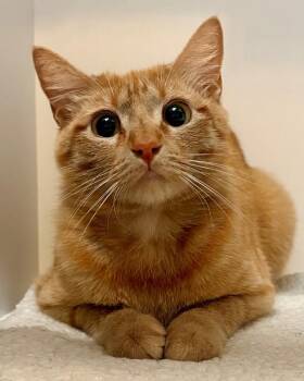 Saturn -  Domestic Short Hair Cat for Adoption in Novato, California - Saturn | PetCurious