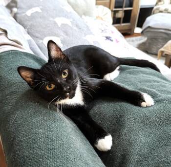 Domestic Short Hair Cats Available for Adoption - Gomez | PetCurious