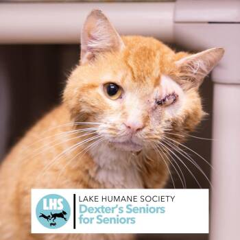 Garfield -  Domestic Short Hair Cat for Adoption in Mentor, Ohio - Garfield | PetCurious