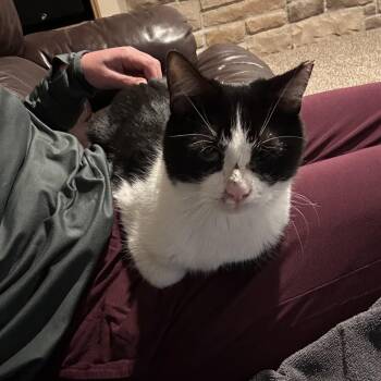Tuxedo Cats Available for Adoption in Norwalk, Ohio - Mr Moo | PetCurious