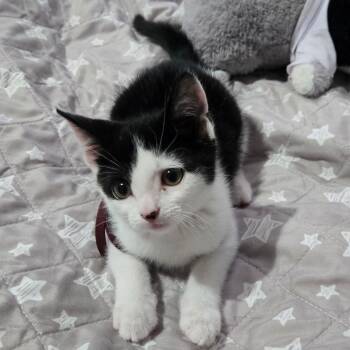 Chance -  Tuxedo Cat for Adoption in Concord, North Carolina - Chance | PetCurious