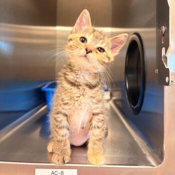 C.C. -  Domestic Medium Hair Cat for Adoption in Bristol, Indiana - C.C. | PetCurious