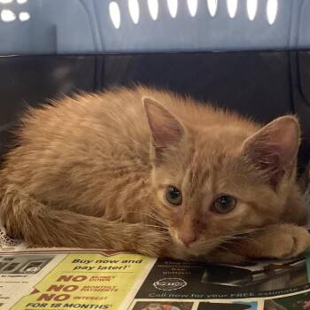 Pinky -  Domestic Short Hair Cat for Adoption in Montgomery, Alabama - Pinky | PetCurious