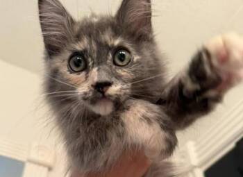 Callie -  Tortoiseshell Cat for Adoption in Trophy Club, Texas - Callie | PetCurious
