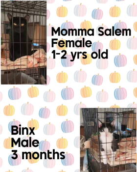 Rescue Domestic Short Hair Cats for Adoption in Holbrook, New York - SALEM | PetCurious