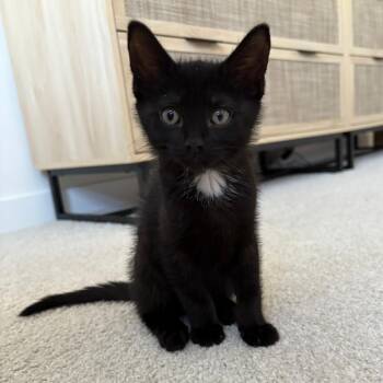 Lindon -  Domestic Short Hair Cat for Adoption in Richmond, Virginia - Lindon | PetCurious