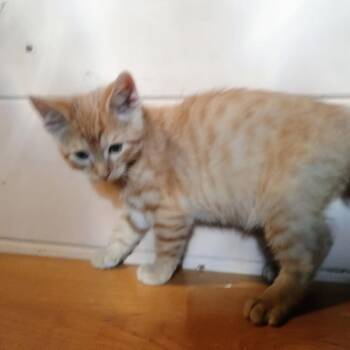 Jaguar -  Domestic Short Hair Cat for Adoption in Carmel, Indiana - Jaguar | PetCurious