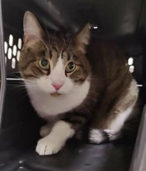 Bruce Wayne -  Domestic Short Hair Cat for Adoption in Fruit Heights, Utah - Bruce Wayne | PetCurious