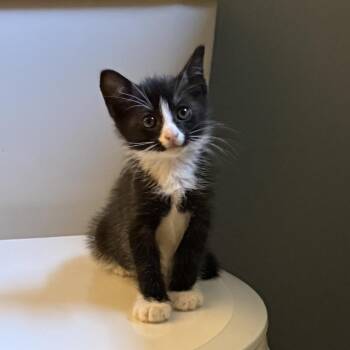 Jake Ryan -  Domestic Short Hair Cat for Adoption in Bel Air, Maryland - Jake Ryan | PetCurious