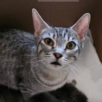 Domestic Short Hair Cats Available for Adoption in Long Beach, California - Tabitha | PetCurious
