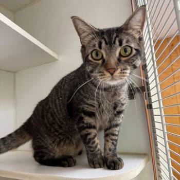 Chipmunk -  Domestic Short Hair Cat Available for Adoption in Kent, Washington - Chipmunk | PetCurious