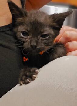 Jessie Spano -  Domestic Short Hair Cat for Adoption in Pacifica, California - Jessie Spano | PetCurious
