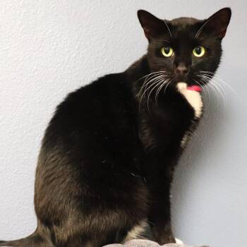 Domestic Short Hair Cats Available for Adoption - Dakota | PetCurious