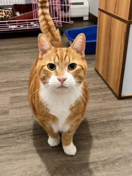 Cabot  -  Domestic Short Hair Cat Available for Adoption in Barton, Vermont - Cabot  | PetCurious