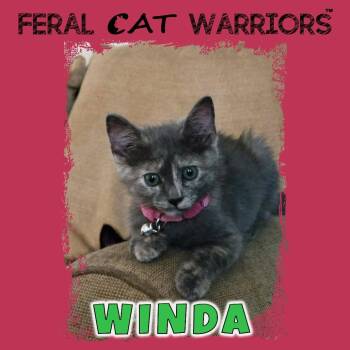 Winda -  Domestic Short Hair Cat for Adoption in Squamish, British Columbia - Winda | PetCurious