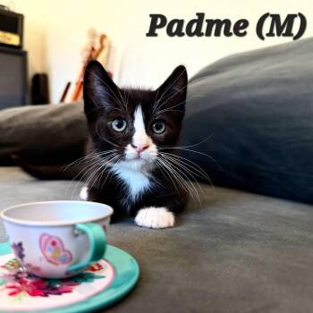 Padme -  Domestic Short Hair Cat for Adoption in Clayton, California - Padme | PetCurious