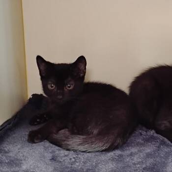 Alfalfa -  Domestic Short Hair Cat for Adoption - Alfalfa | PetCurious