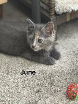 June -  Domestic Short Hair Cat for Adoption in Plumerville, Arkansas - June | PetCurious