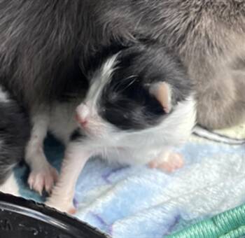 MILLIE -  Domestic Short Hair Cat for Adoption in Palmetto, Florida - MILLIE | PetCurious